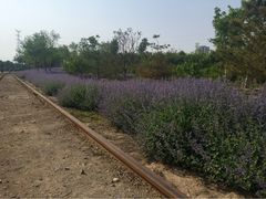 iphone_upload_pic-永定河休闲森林公园