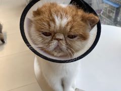 -怪兽屋·羊驼·猫咖·狗咖(俊华广场店)