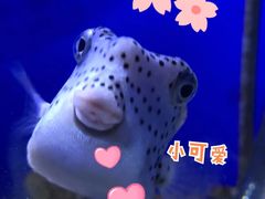 -江和美海洋公园