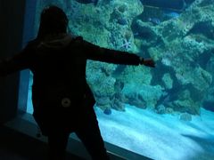 -悉尼海洋生物水族馆