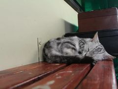 -猫咪博物馆(顶澳仔猫街店)