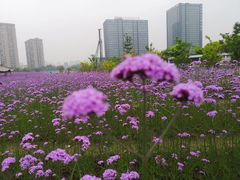 -杭州城北体育公园