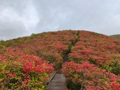 -大围山国家森林公园