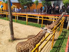 -西霞口神雕山野生动物世界