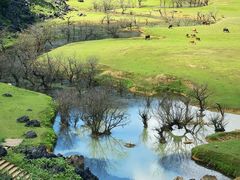 -靖西鹅泉风景区