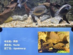 -上海海洋水族馆