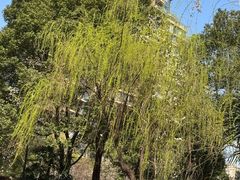 -新湖明珠城