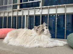 -有喵·猫咖·狗咖·30几只猫10只小狗(岗厦店)