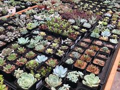 -荷兰花海