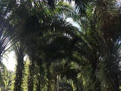 -西双版纳傣族园