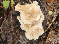 -牛背梁国家森林公园