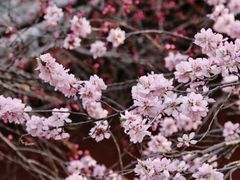 -桃花堤公园