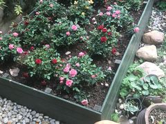 -宝翠花园餐厅(沙湖店)