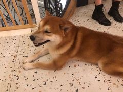 -喜柴咖啡·柴犬狗咖