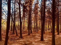 -艾溪湖湿地公园