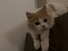 -lincat·猫舍(广州店)