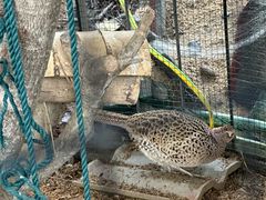 -崇阳三特浪口温泉