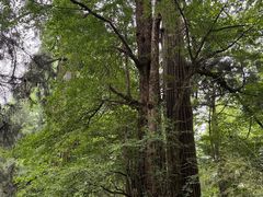 -天目山大树王景区