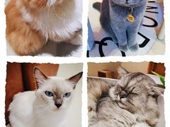 -藏猫猫咖啡主题馆(中央大道店)