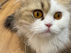 -COLOR PETS 撸猫馆·购猫·猫咖(长风大悦城店)