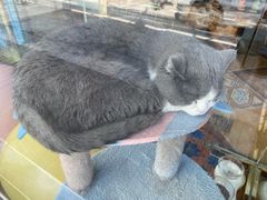-糯米喵星人总部直营旗舰店·猫舍·幼猫出售