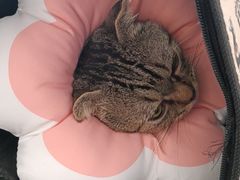 -宠颐生宠物医院外科·内科·皮肤科·影像科(石龙店)
