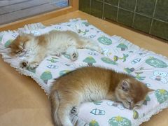 -帕帕拉兹宠物(亚洲旗舰店)