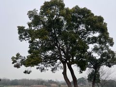 -良渚古城遗址公园