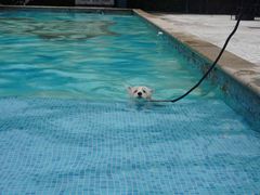 -汪说喵讲宠物乐园宠物酒店(红星美凯龙店)