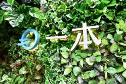 -一本X目奈子日式单根美睫专业店
