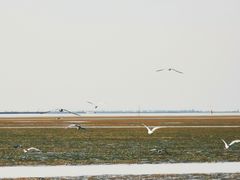 -乌梁素海景区