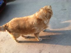 桂林市花鸟市场-桂林市花鸟市场