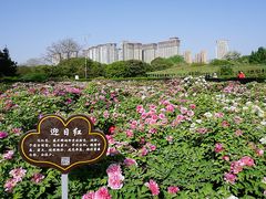 -洛阳市隋唐城遗址植物园