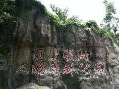 -西双版纳原始森林公园