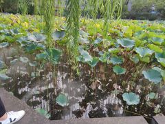 -四川大学(望江校区)