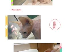 -飞行喵MR PILOT|猫舍·猫咖(静安大融城店)