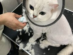 -叮叮猫咪生活馆