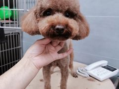 -宠福鑫康馨动物医院·骨科·眼科