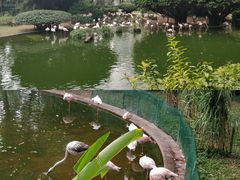 -九龙公园