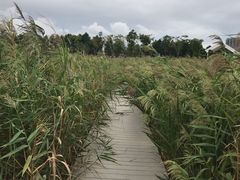 -鹦鹉洲湿地公园