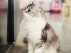 -瞄一喵猫咖(格力海岸店)