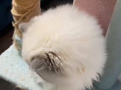 -猫十亿·布偶金渐层·曼基康矮脚猫舍(青年路店)