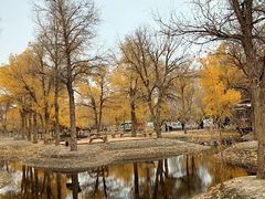 -金塔沙漠胡杨林景区