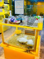 -神奇动物撸宠馆·羊驼·小浣熊·异宠(豫园店)