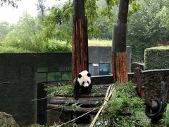 -都江堰中华大熊猫苑