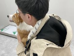 -1013 PET SHOP精品宠物商店(丁香店)