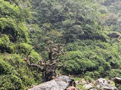 -三峡人家风景区