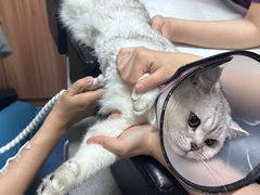 -创凡宠物医院·骨专科  猫科中心(西乡分院)