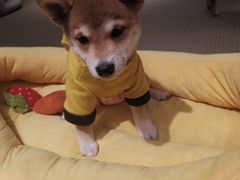 -逗柴咖啡屋·狗咖猫咖宠物桌游