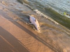 -海角城白海豚浪漫海滩